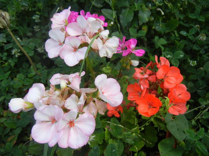 Geraniums_Pelargoniums (2013, July 10) - ZONAL Geraniums