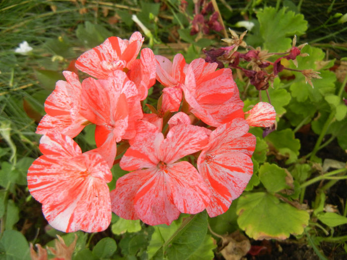 Red & White geranium (2013, July 26) - ZONAL Geraniums