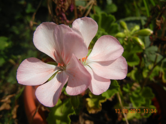 Light Pink geranium (2013, August 13) - ZONAL Geraniums