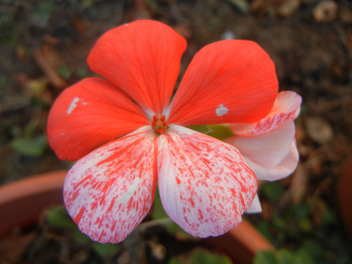 Red & White geranium (2013, October 22) - ZONAL Geraniums