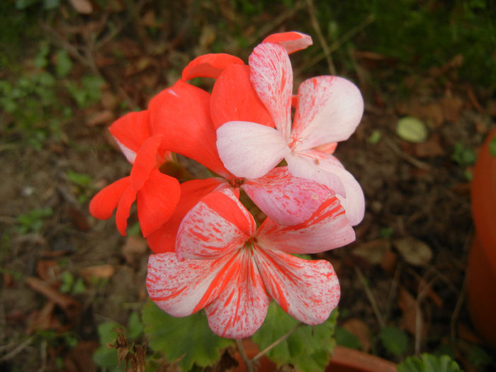 Red & White geranium (2013, October 28) - ZONAL Geraniums
