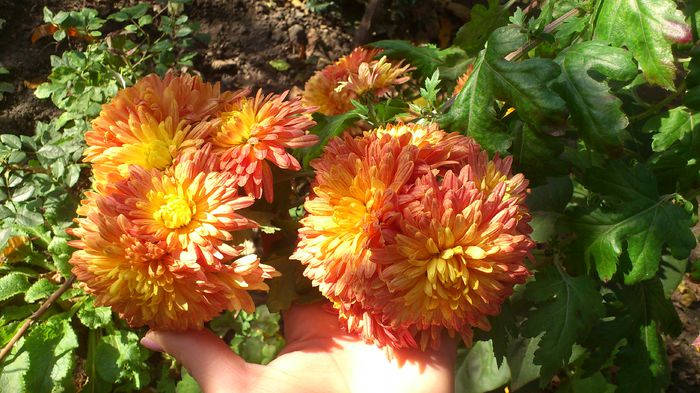 DSC_2986 - crizantemele mele