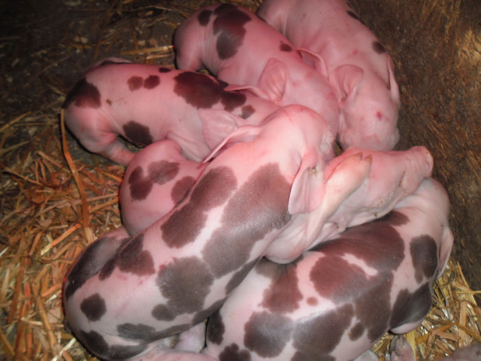 Primii Purcei Pietrain 1 Nov 2013 472