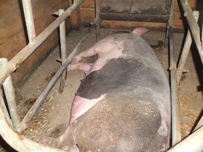 In Baterie de fatare