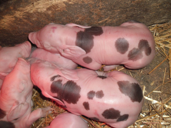 Primii Purcei Pietrain 1 Nov 2013 492