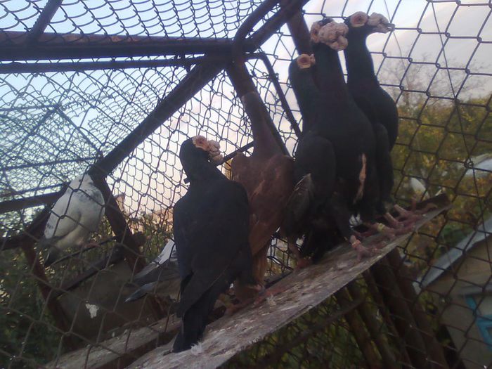 Imagine1764 - Carieri