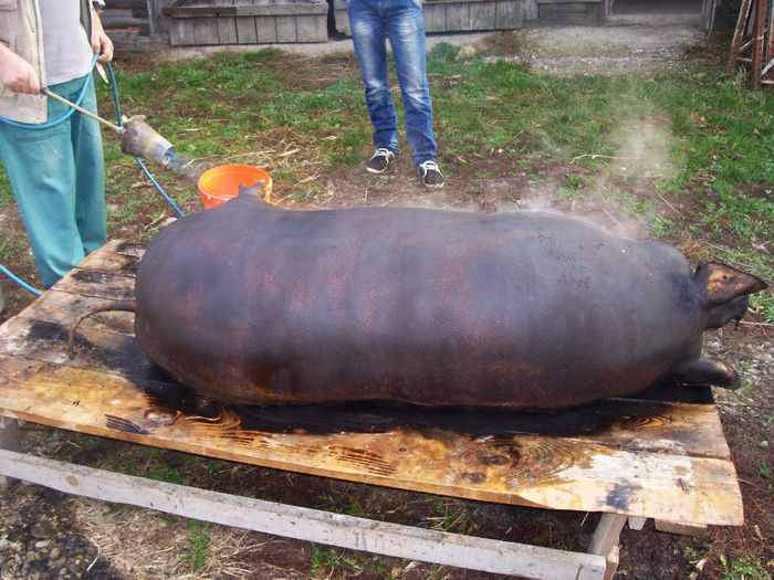 MANGALITA 250 KG. - TAIATUL PORCULUI