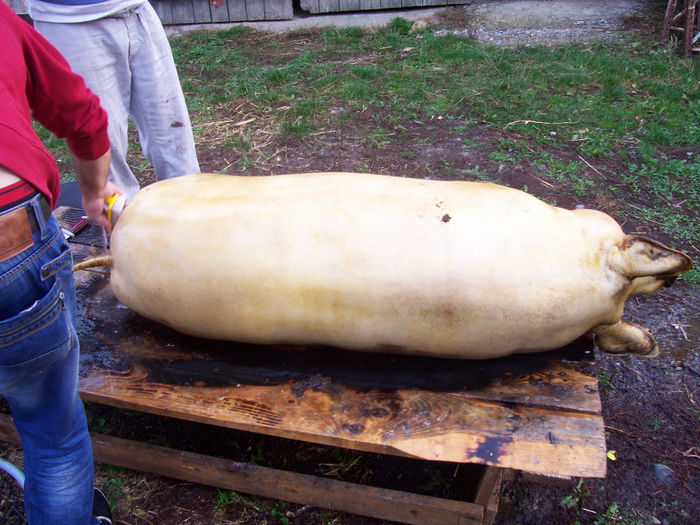 MANGALITA 250 KG. - TAIATUL PORCULUI