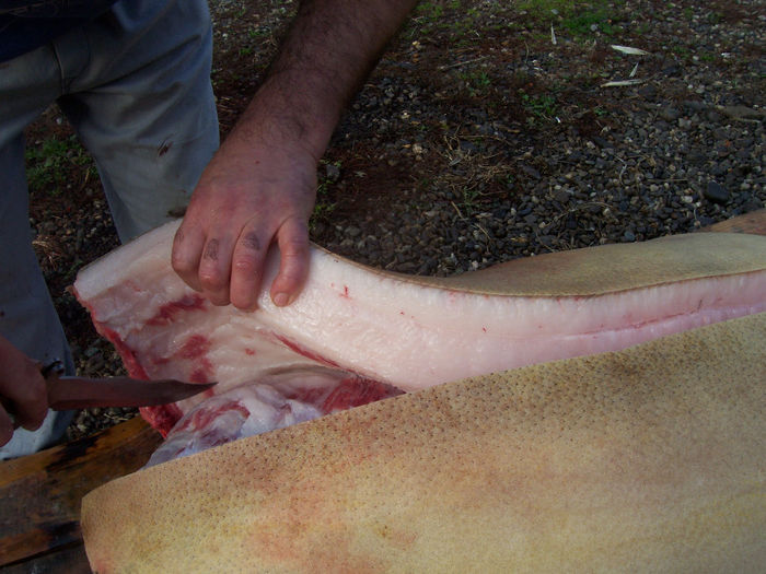 MANGALITA 250 KG.