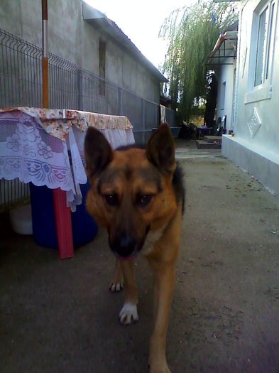 Rex , cainele meu :x