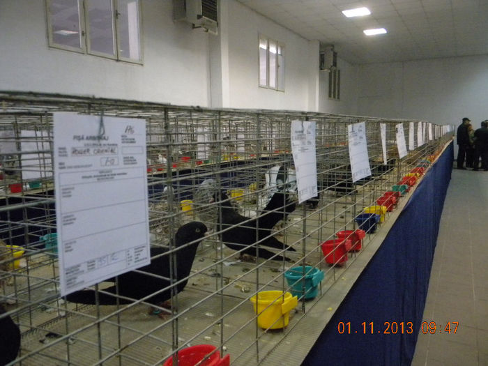 DSCN4629 - Expo FAUNA Lugoj 1-3 Noiembrie 2013