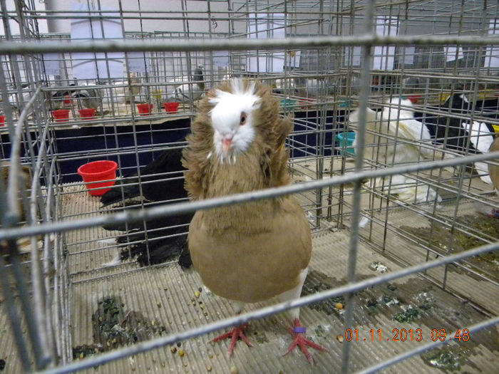 DSCN4633 - Expo FAUNA Lugoj 1-3 Noiembrie 2013
