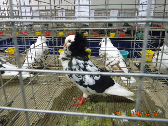 DSCN4634 - Expo FAUNA Lugoj 1-3 Noiembrie 2013