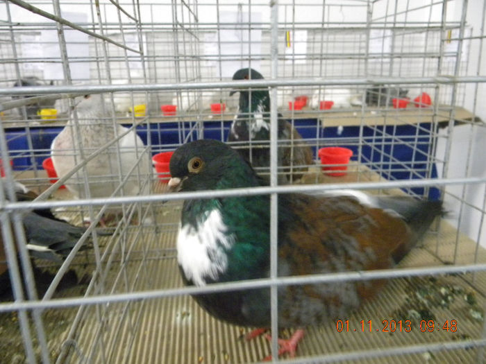 DSCN4635 - Expo FAUNA Lugoj 1-3 Noiembrie 2013