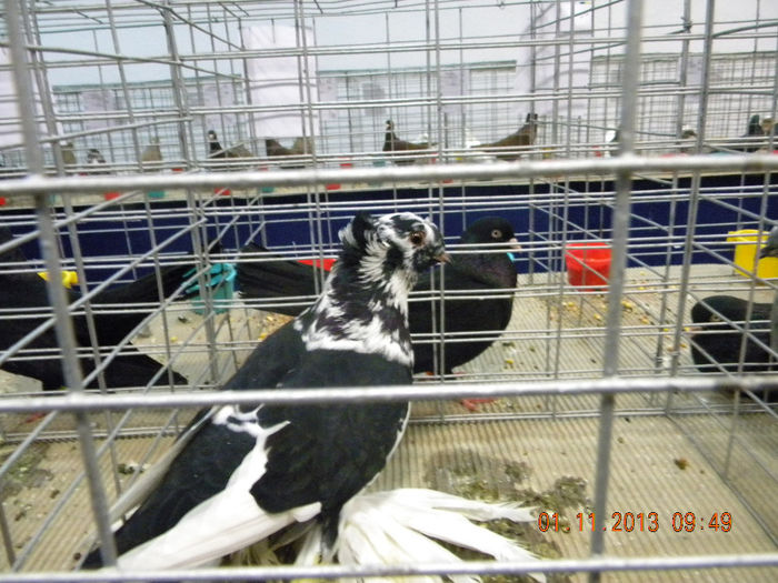 DSCN4644 - Expo FAUNA Lugoj 1-3 Noiembrie 2013