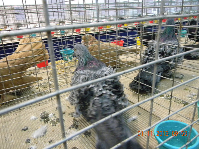 DSCN4647 - Expo FAUNA Lugoj 1-3 Noiembrie 2013