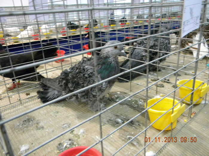 DSCN4648 - Expo FAUNA Lugoj 1-3 Noiembrie 2013