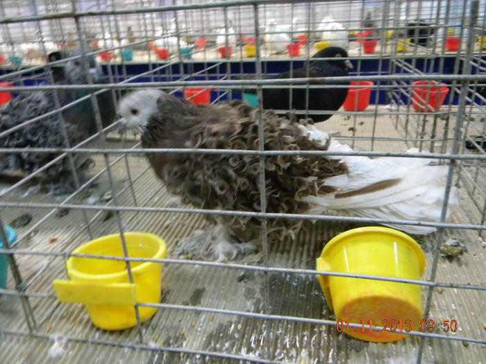 DSCN4651 - Expo FAUNA Lugoj 1-3 Noiembrie 2013