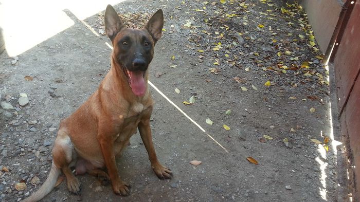 20131023_140840 - De vanzare catei Ciobanesc Belgian Malinois