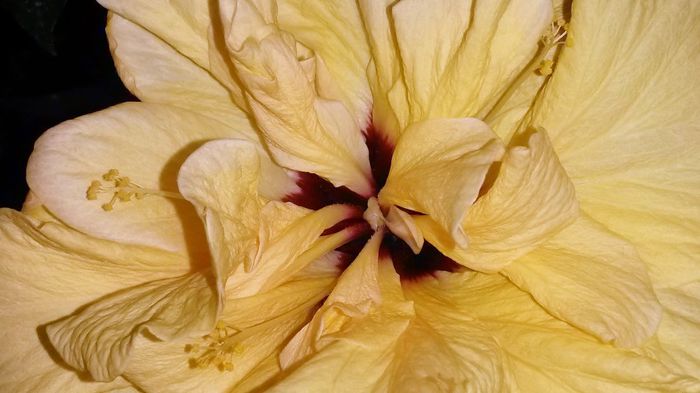  - Plante diverse