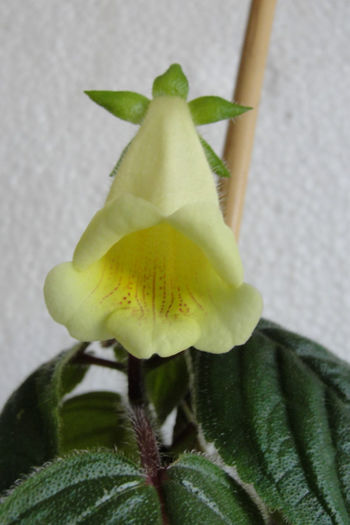 Sinn Conspicua