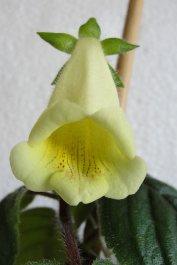 Sinn Conspicua
