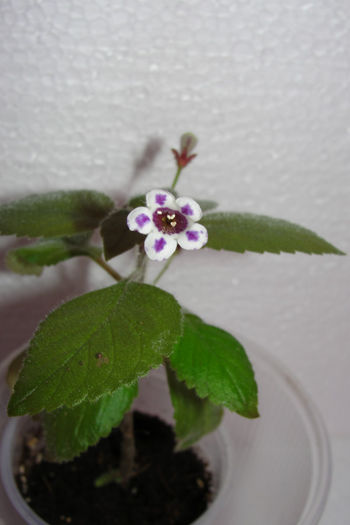Diastema Vexans - Alte gesneriaceae