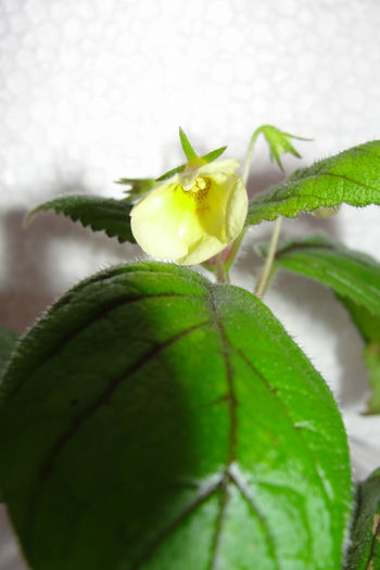 Nimphea limonade - Alte gesneriaceae