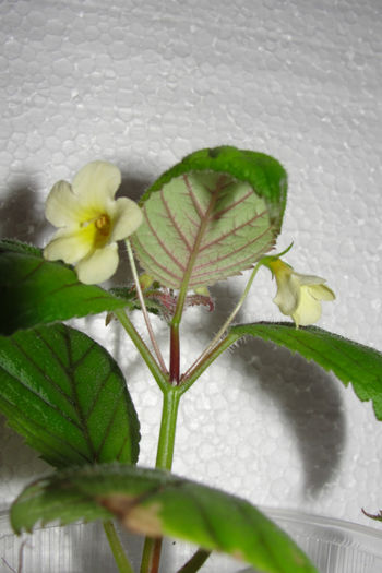 Nimphea limonade - Alte gesneriaceae