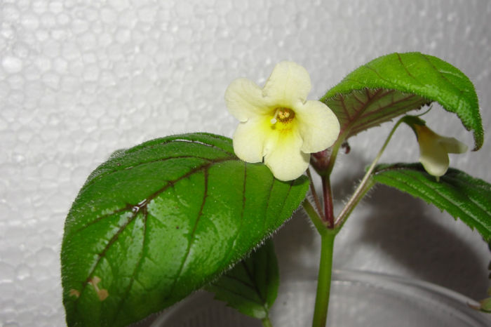 Nimphea limonade - Alte gesneriaceae