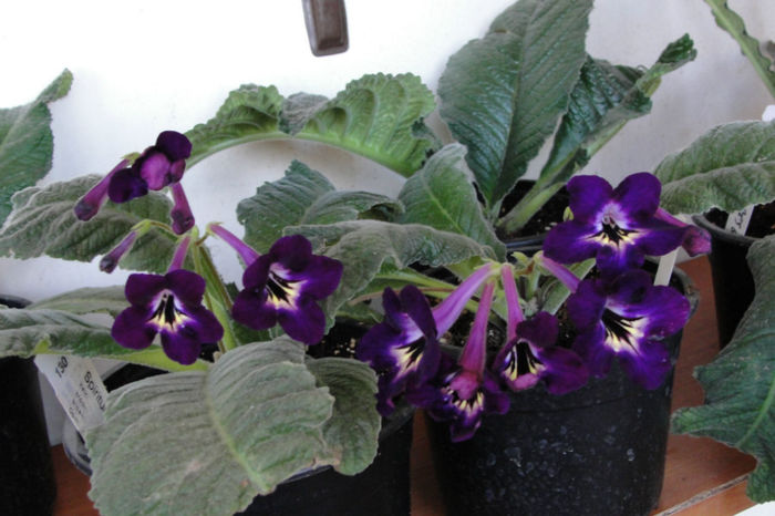 Strepto Spiritual Coridor - Alte gesneriaceae