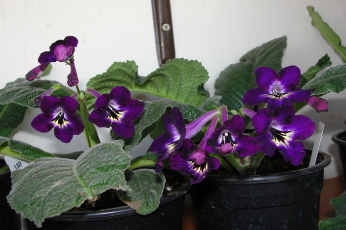  - Alte gesneriaceae