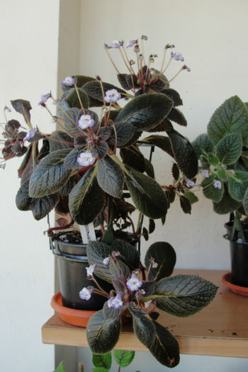 Eucodonia Andrieuxii Naomi - Alte gesneriaceae