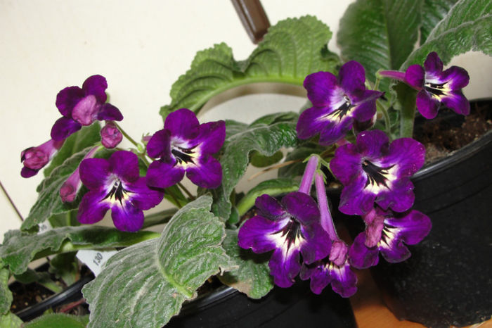  - Alte gesneriaceae