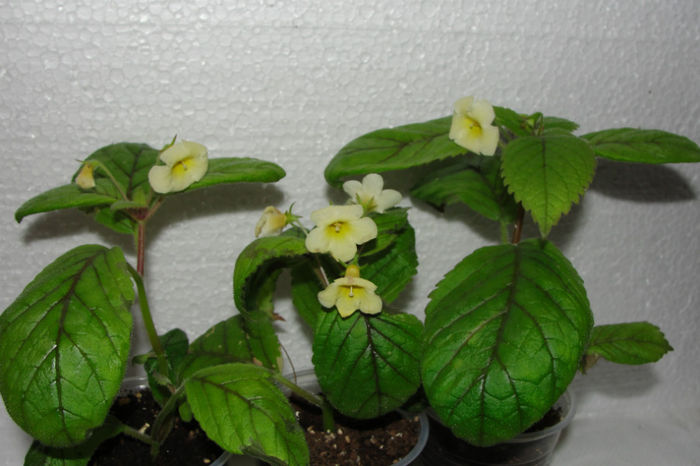Nimphea limonade - Alte gesneriaceae