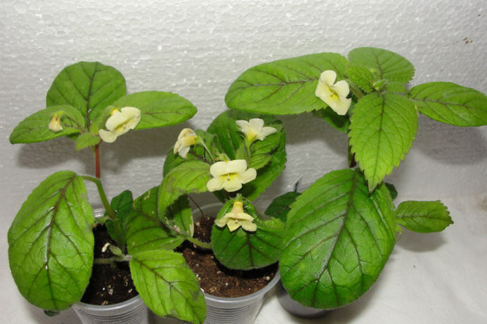 Nimphea limonade - Alte gesneriaceae