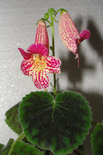 smithiantha hybrid - Alte gesneriaceae