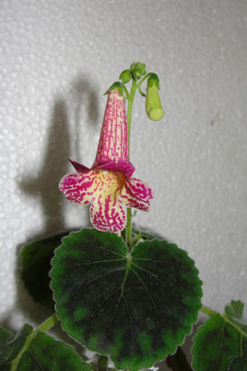 - Alte gesneriaceae