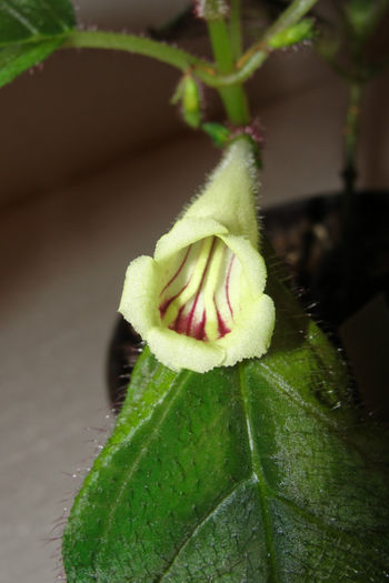 Raphiocarpus Petelotii - Alte gesneriaceae