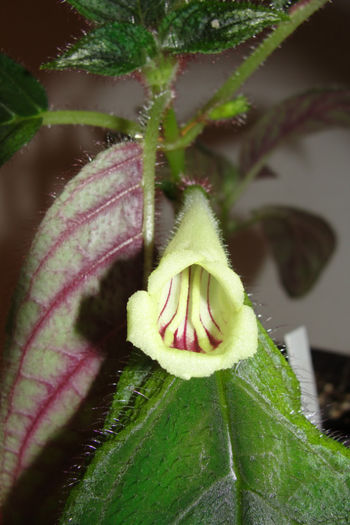  - Alte gesneriaceae