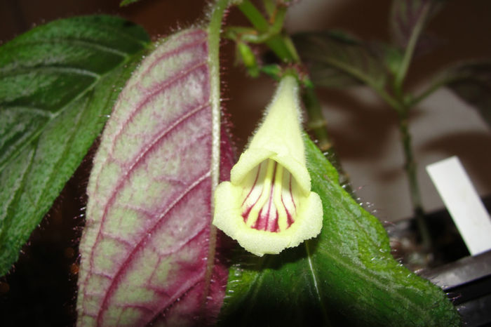 Raphiocarpus Petelotii - Alte gesneriaceae