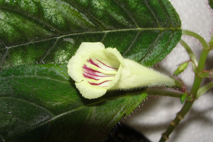 Raphiocarpus Petelotii - Alte gesneriaceae