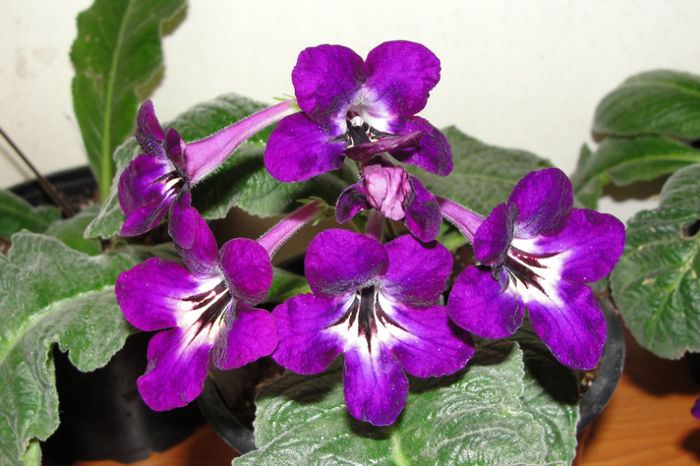  - Alte gesneriaceae