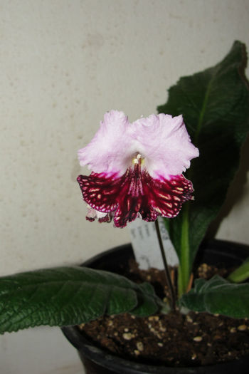  - Alte gesneriaceae