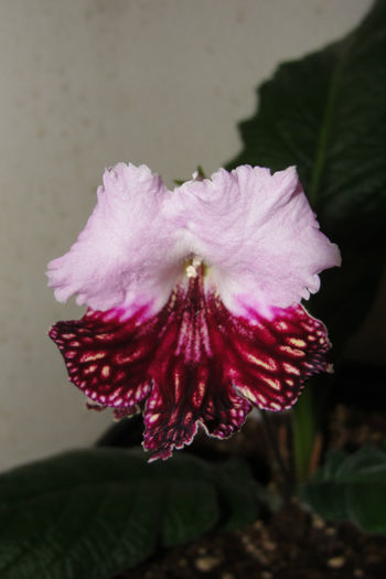  - Alte gesneriaceae