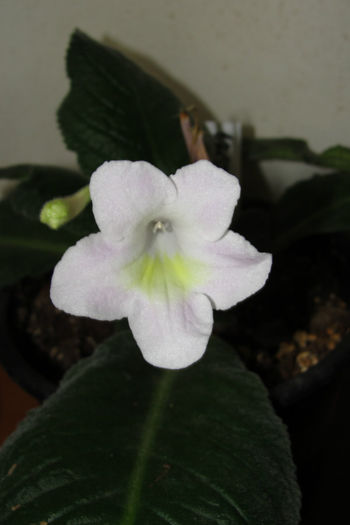  - Alte gesneriaceae
