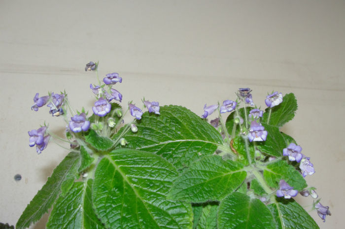 Eucodonia Andrieuxii - Alte gesneriaceae