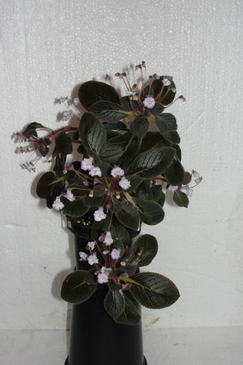 Eucodonia Andrieuxii Naomi - Alte gesneriaceae