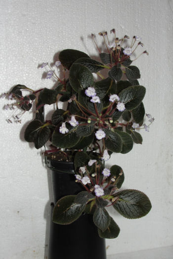  - Alte gesneriaceae