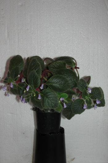 Eucodonia Andrieuxii Cathy - Alte gesneriaceae